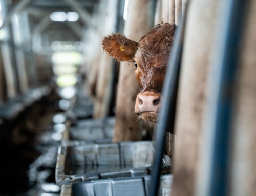 SAENZ VALIENTE BULLRICH – Gordo Navidad 2025