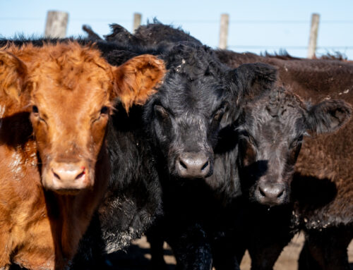 ANGUS – LOTES para Remate