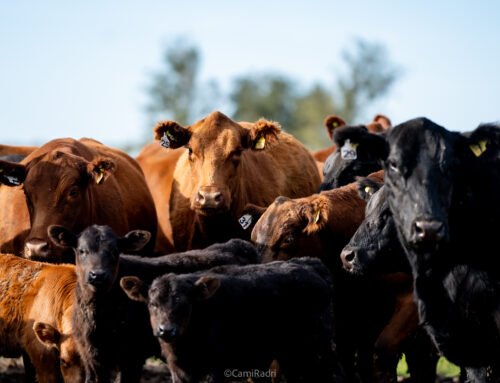 SAENZ VALIENTE BULLRICH – Huanguelén – Promo Delfinagro