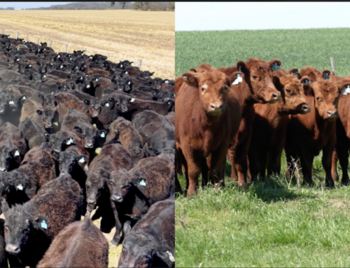 Alfredo S. Mondino – Primavera Angus – Danes SRL